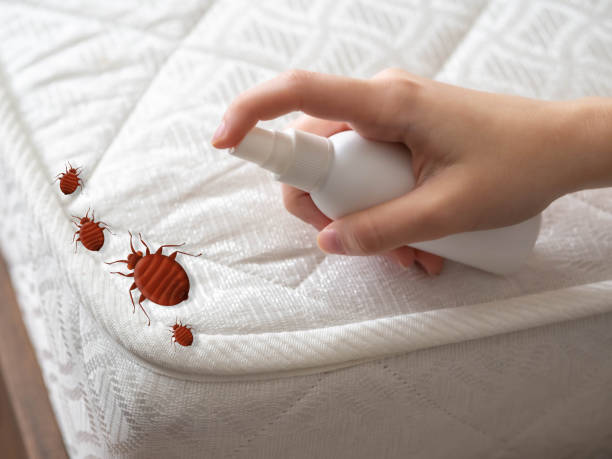 Best Affordable Pest Control Services  in Bonadelle Ranchos, CA